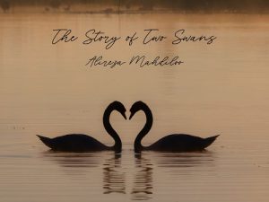 موسیقی بیکلام داستان دو قو (The Story of Two Swans)